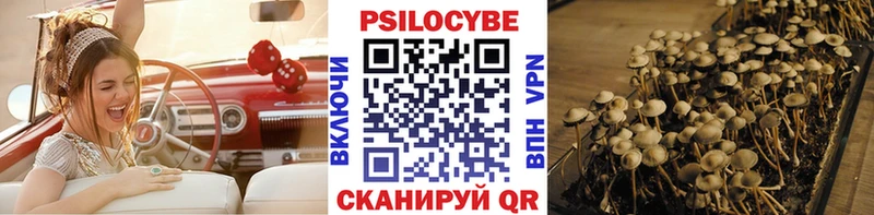 Купить  Сим  Псилоцибиновые грибы Psilocybe 